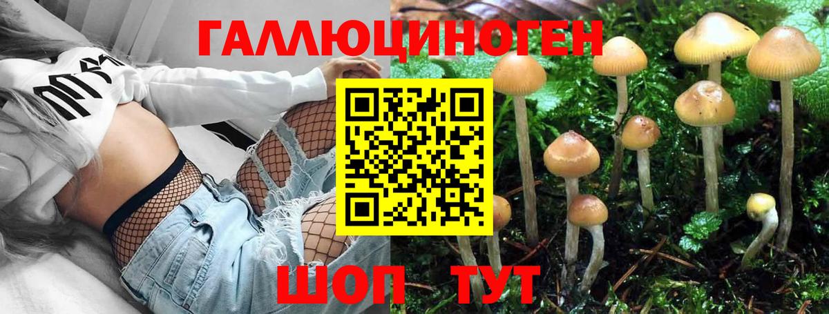 Галлюциногенные грибы Psilocybe Киров